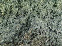 Granit & Co | Granit Vert Tropical Brésil | Marbrier Pau (64)